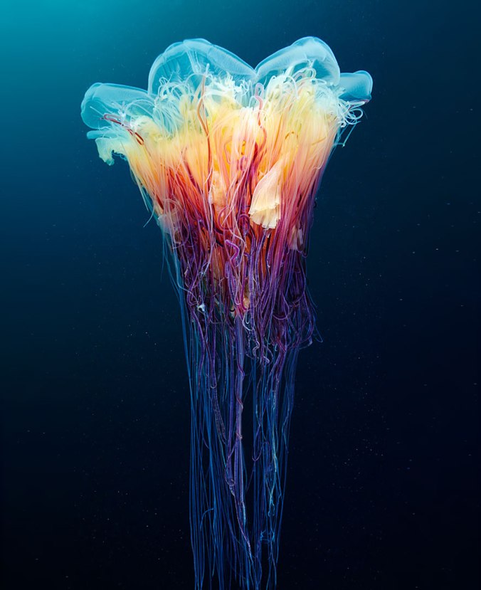 underwater-jellyfish-alexander-semenov-aquatis-16